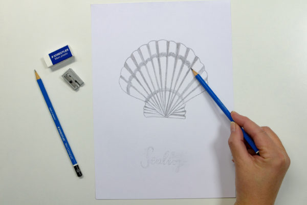 Muschel zeichnen mit Staedtler Bleistift