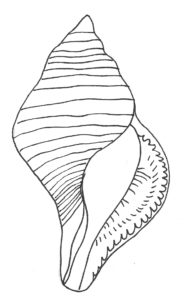 Vorlage zum Zeichnen einer Schneckenmuschel